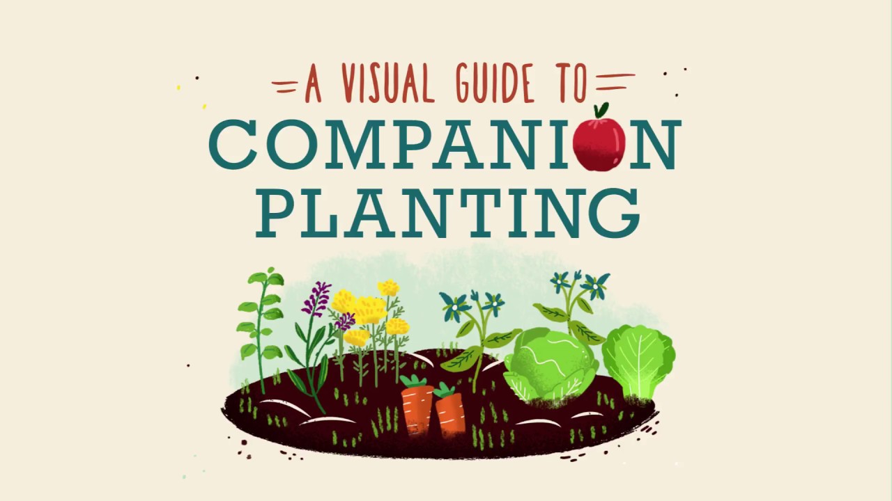 A Visual Guide to Companion Planting - HomeAdvisor