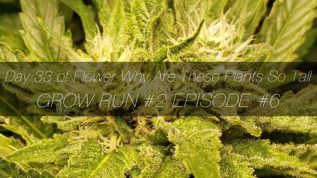 Day 33 of Flower Why Are These Plants So Tall - GR2 E6