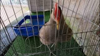 cúm núm gà kêu nghịch mùa