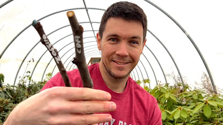 Should I Root Hardwood Cuttings Inside or Outside | Plant Propagation Tips for Rooting Hardwood