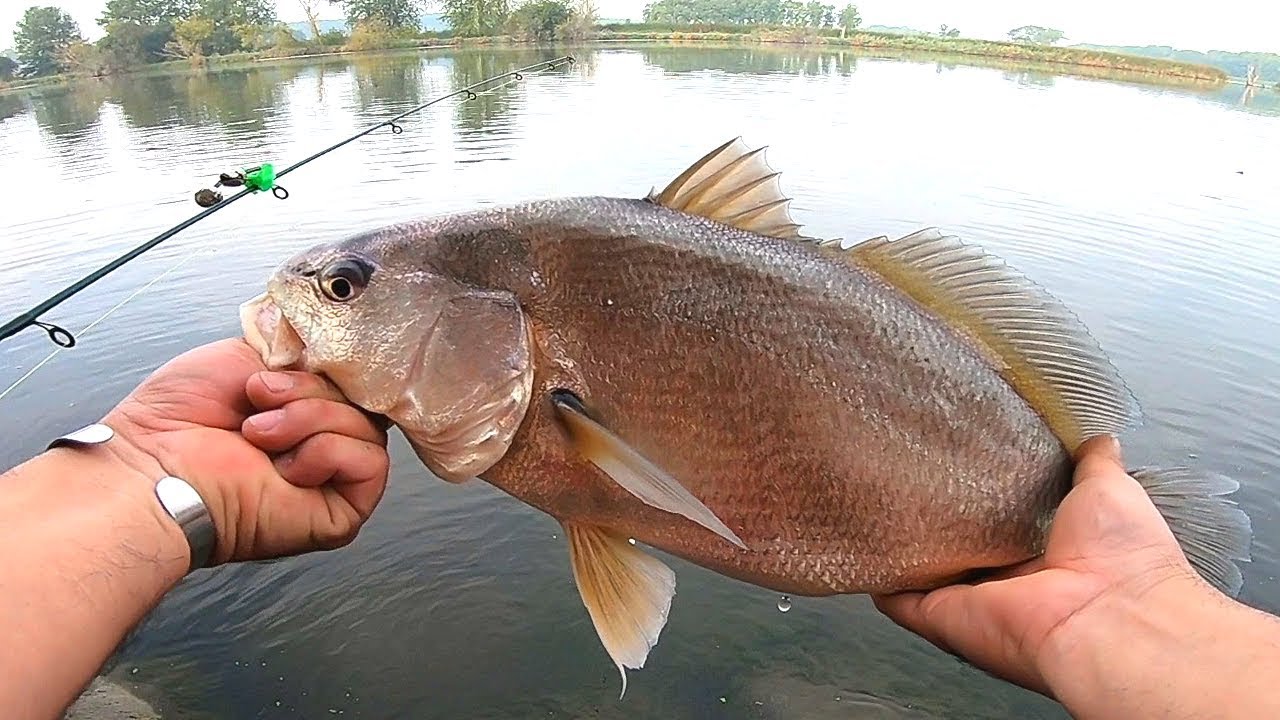 QUE CARNADA USAR PARA PESCAR MOJARRAS , COMO PESCAR MOJARRAS 