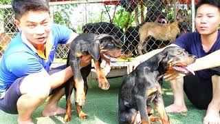 Tìm hiểu về chó Rottweiler đúng nghĩa so sánh với chó Becgie Bỉ Malinois