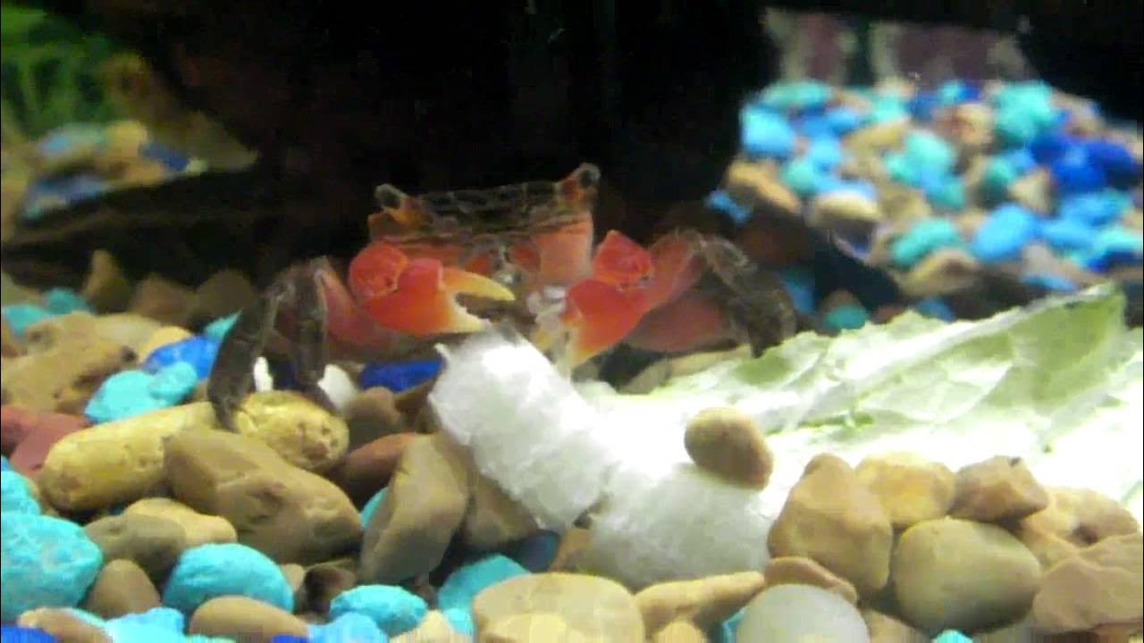 My Red Claw Crabs Feeding YouTube