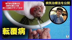 金魚と遊ぶ Com Youtube