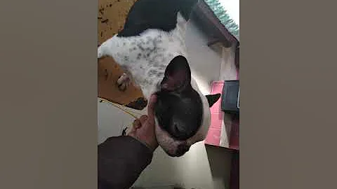 French Bulldog Dog Liza / Bruno Dog Show Practice ...