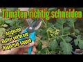 Tomaten schneiden und ausgeizen Tomatenblätter entfernen Haupttrieb kappen Anleitung