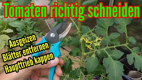 Wie viele Blätter kann man bei Tomaten entfernen?