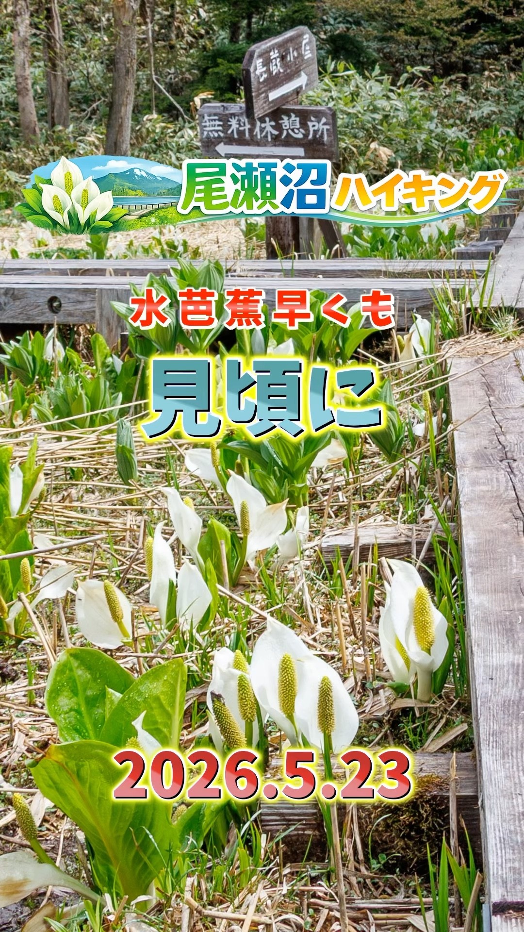 思ったより咲いてた…尾瀬沼の水芭蕉開花状況2026 - YouTube