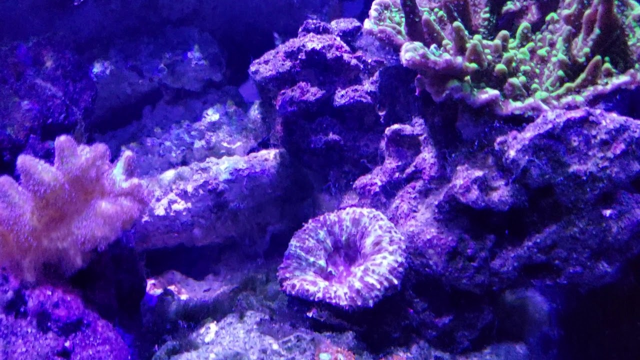 My little reef tank! - YouTube