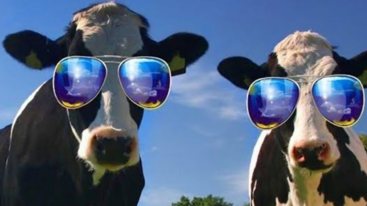 FUNNY COW DANCE 10 │ Cow Song & Cow Videos 2021