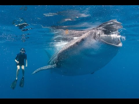 Tiburón ballena da susto de muerte a un buzo mientras graban