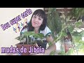 Como fazer mudas de Jibóia com as folhas/Atualização