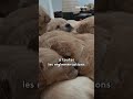Ventes interdites de chiens et chats en animalerie