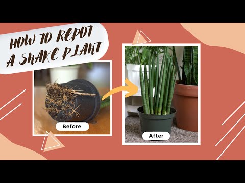 How to Repot a Sanseveria Cylindrica Snake Plant (African Spear) - A Simple Step by Step Guide