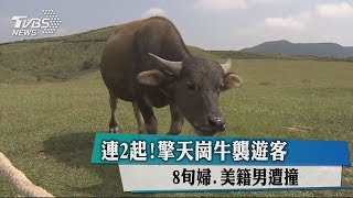 連2起！擎天崗牛襲遊客　8旬婦.美籍男遭撞