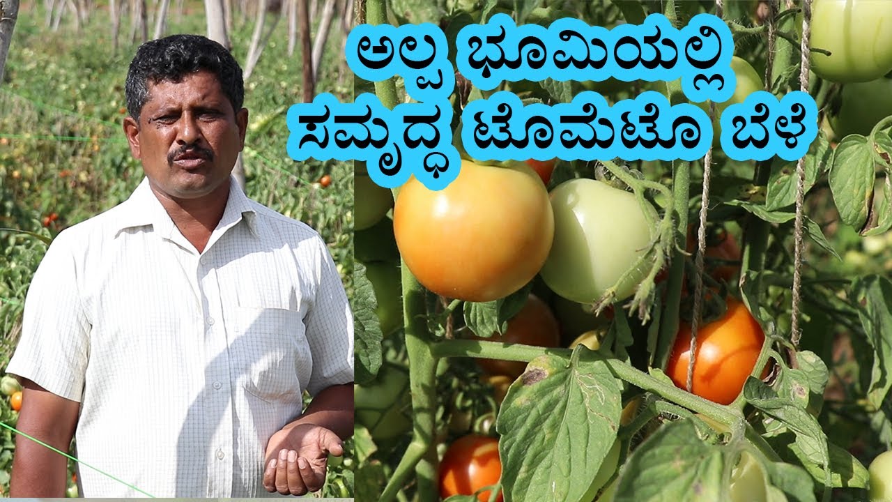 How to Grow Tomatoes Tomato Farming Vijay Karnataka YouTube