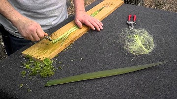 How to Remove Yucca Fibers With a Spoon...Quick and Easy