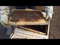 Первый  осмотр  по  кормам   и   состоянию  пчелосемей   ,  после  облёта  пчёлок .