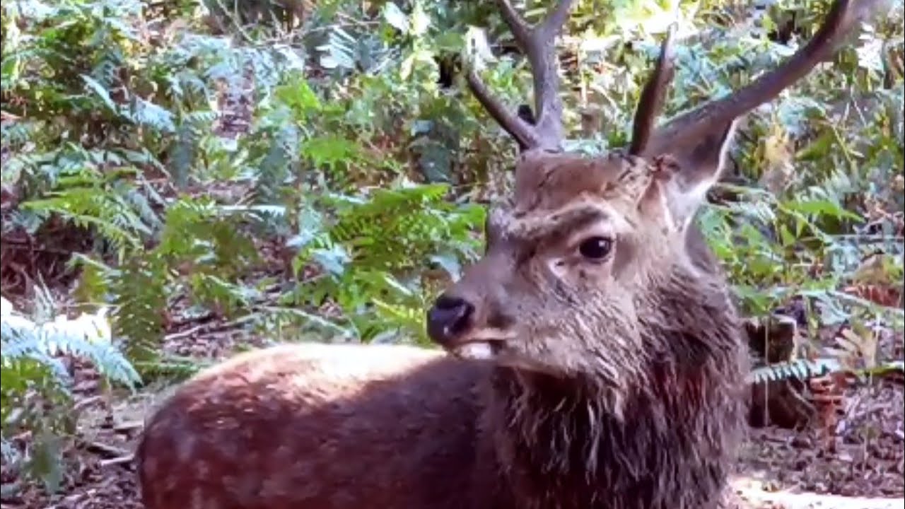 Sika deer with sweet rutting sound /Sika Hirsch mit süßem ...