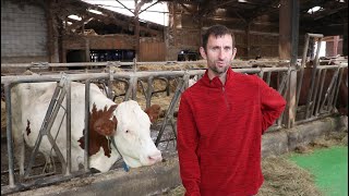 Comment détecter les chaleurs des vaches laitières en stabulation ?