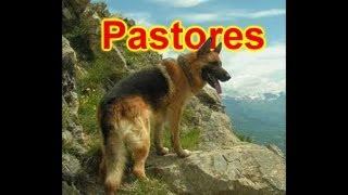 Todas las razas de perros grupo 1