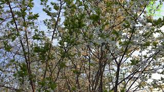 3 hours! Magnificent nightingale singing on cherry blossom Wildlife Vociferous nightingale by Звуки природы Павел Relaxik 2,047 views 10 months ago 3 hours, 2 minutes