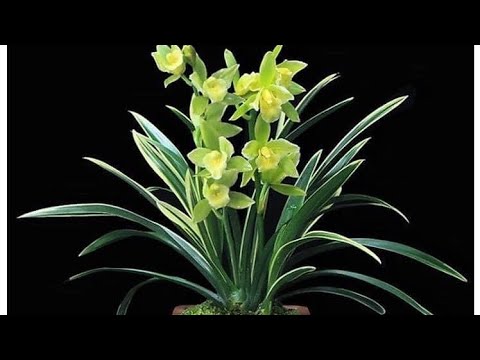 Video CÙ LAO MINH, ĐỊA LAN, NHẠN 0988553232..|| PHONG LAN... - youtube