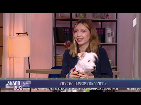 #ახალიდღე  გრუმინგი და ტრიმინგი შინაური ცხოველებისთვის