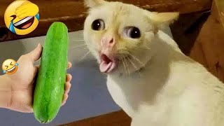 Best Funny Dogs and Cats Videos 😻🐶 Funniest Animal videos 2024😍👋