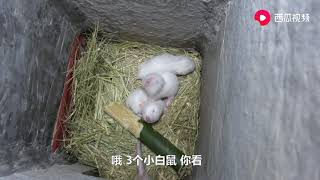 华农兄弟：去看一下兄弟的竹鼠，听说生了3只很漂亮的小白鼠