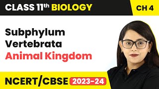 Subphylum Vertebrata - Animal Kingdom | Class 11 Biology Chapter 4 | NCERT/CBSE