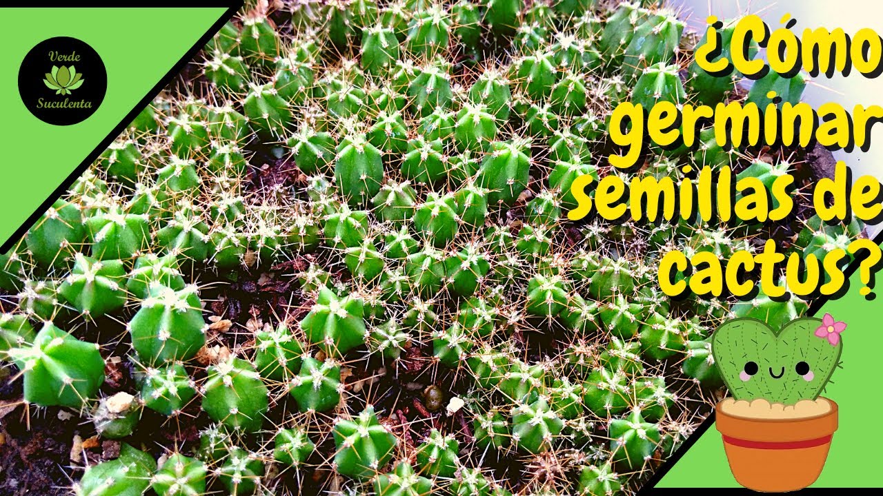 Paso a paso para que puedas tener una propagación de cactus por semilla exitosa.