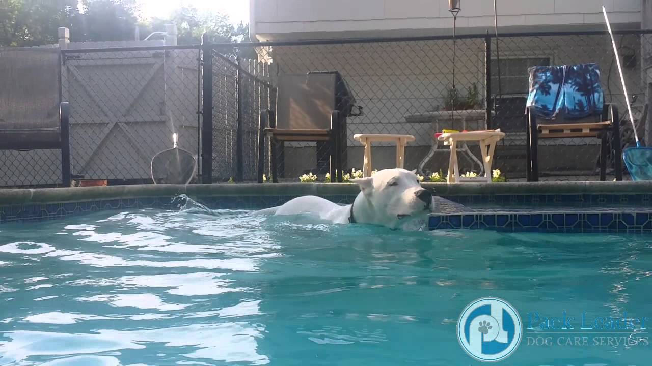 Dog swimming for the 1st time within 5 minutes!