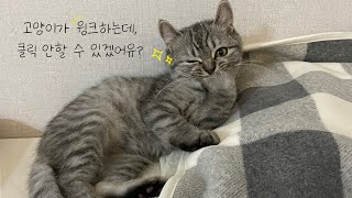 난 구냥 귀욥게 태어난곤뎅 (윙크)