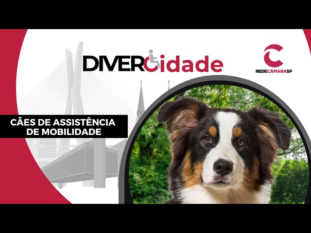 CÃES DE ASSISTÊNCIA DE MOBILIDADE | DiverCidade