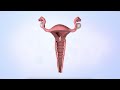 Menstrual Cycle: A Brief Definition