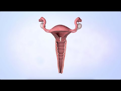 Video: Kuris matematikas atrado menstruacijas?