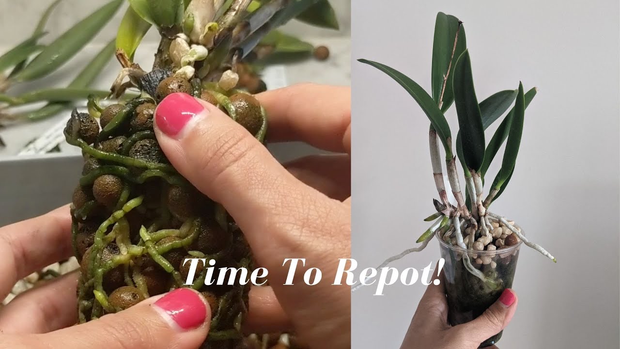 Relax and Repot Repotting 6 Cattleya Orchids First Session of the Season! YouTube