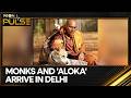Aloka The 'Peace' Dog Capture Hearts: Walks Across Nepal, India | WION Pulse