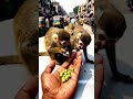 Mother and baby squirrel monkey so cute eating green chickpeas from my hand