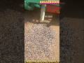 Innovative Farming: Peanut Thrashing Process Explained