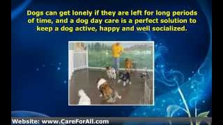 Dog Day Care Centers are Great for Socialization