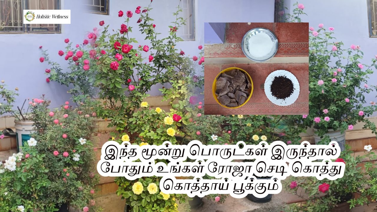 கடலை புண்ணாக்கு கரைசல் 