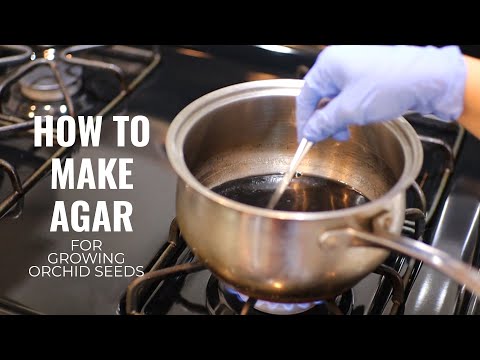 How to Make Agar Nutrient Media for Orchid Seeds - Quick and Easy Process