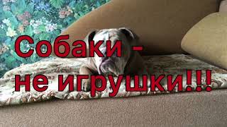 СОБАКА — НЕ ИГРУШКА! СОБАКА — НЕ ИГРУШКА!