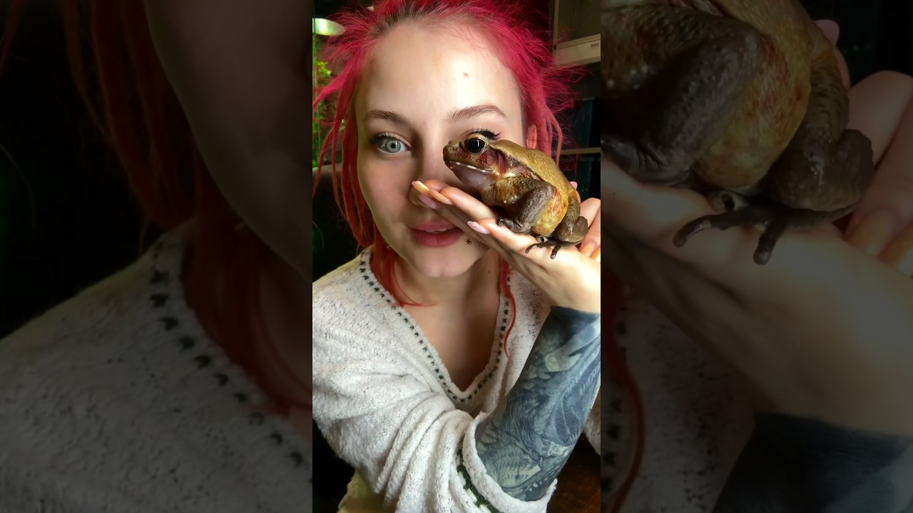 Бурая жаба-самая красивая жаба 🐸 #питомцы #животные