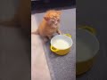 ミルク飲むの難しいにゃ🐈