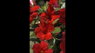 Gardening Tip - How to keep your Mandevilla plant happy all season long! Gardening Tip - How to keep your Mandevilla plant happy all season long!