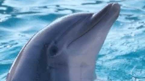 The Water - Video for Listening Comprehension