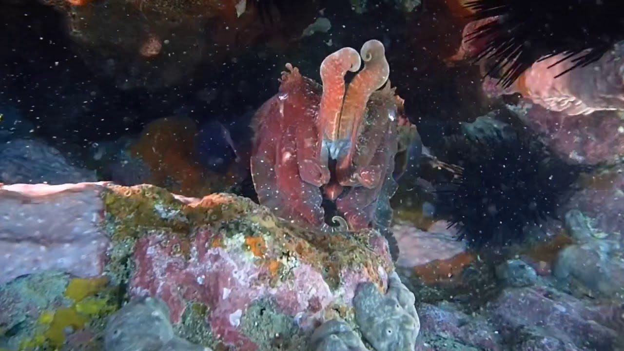 Magnificent Marine Life at Murray’s Beach Jervis Bay